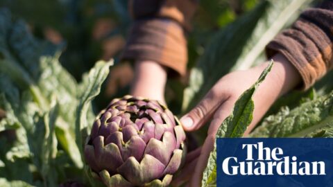 A boy's hands touching an artichoke in a field